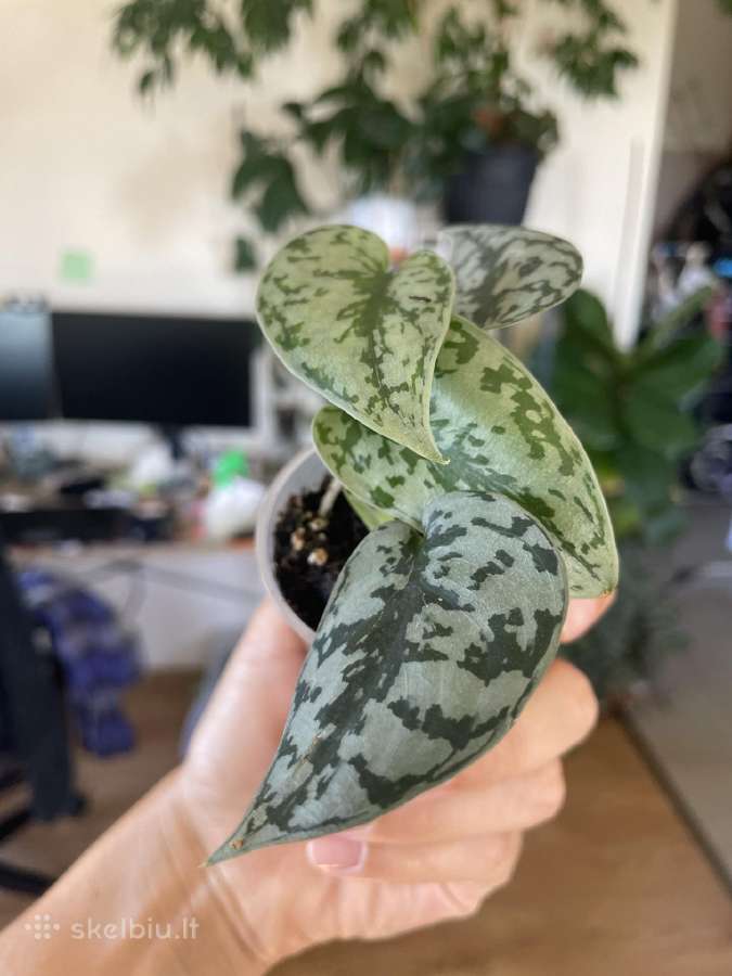 Epipremnum Silver Lady