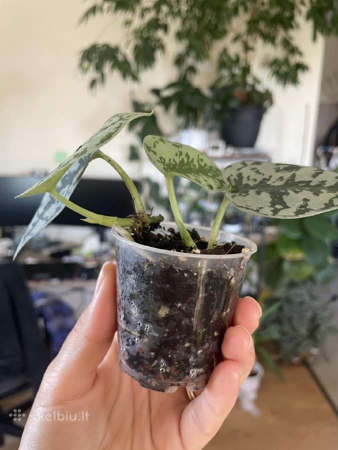 Epipremnum Silver Lady - nuotraukos Nr. 2