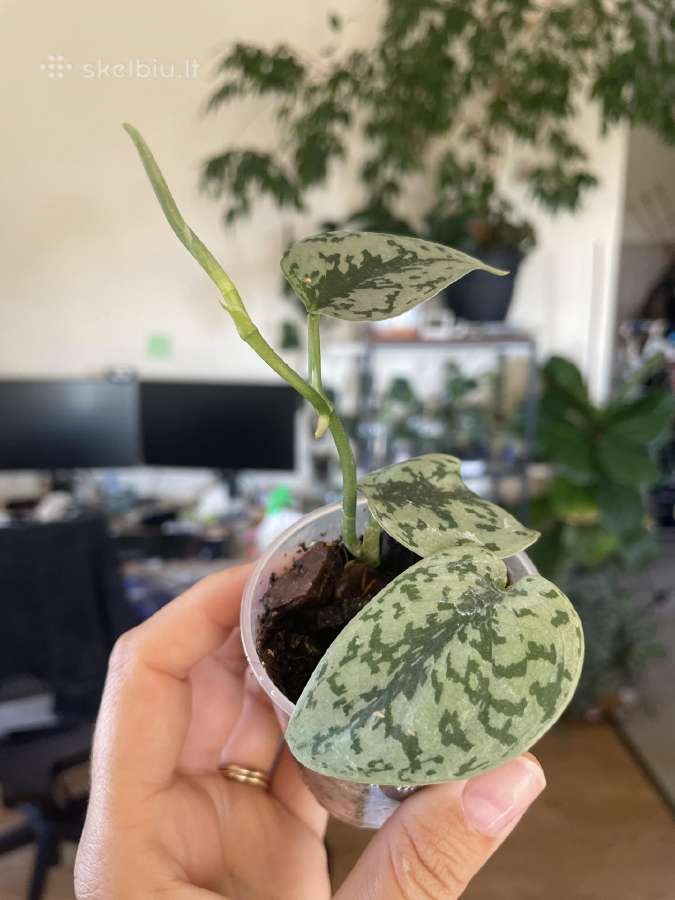 Epipremnum Silver Lady - nuotraukos Nr. 3