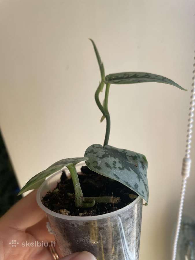Epipremnum Silver Lady - nuotraukos Nr. 4