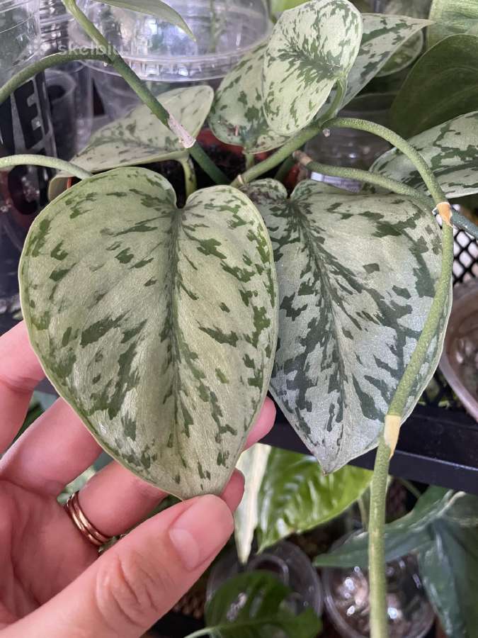 Epipremnum Silver Lady - nuotraukos Nr. 5