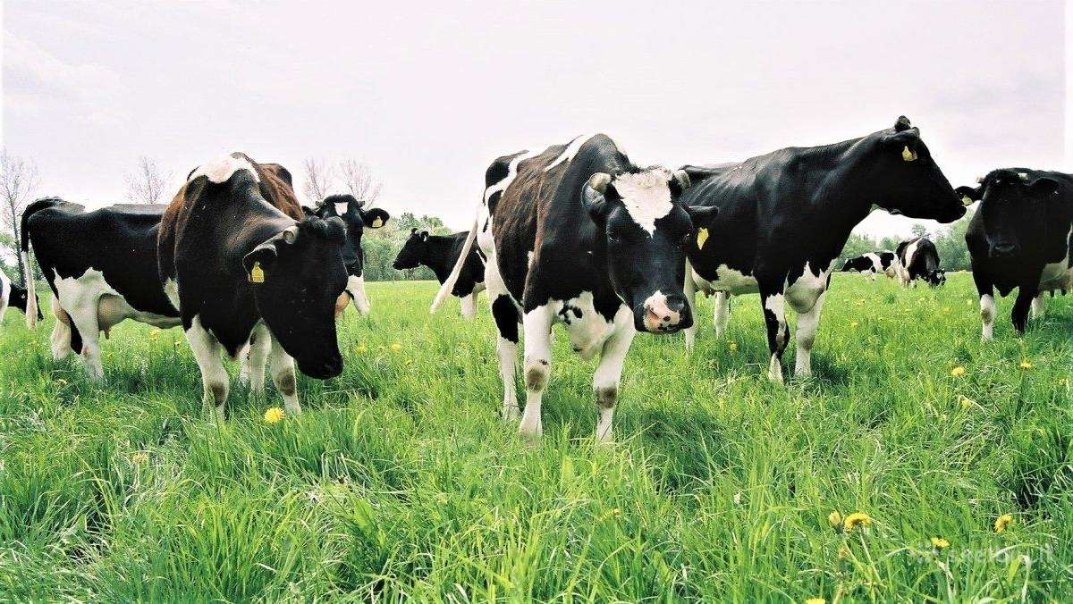 Darbas ūkyje