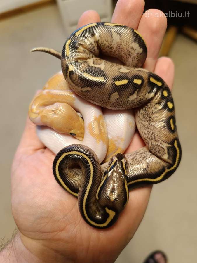 Python regius (Ball python) - Skelbiu.lt