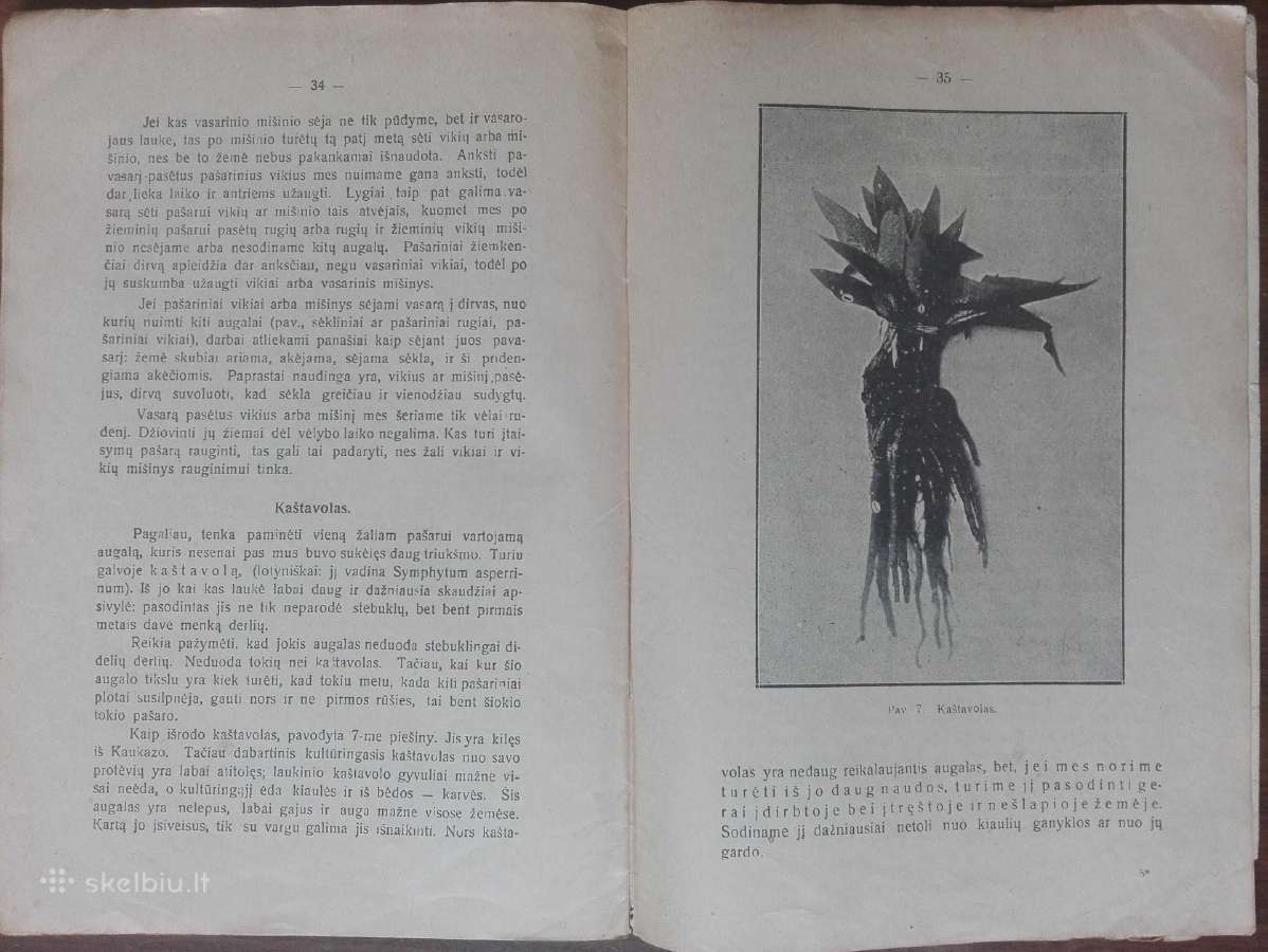 1592. Kaip Pagaminti Žalio Pašaro reta antikvarinė - nuotraukos Nr. 5