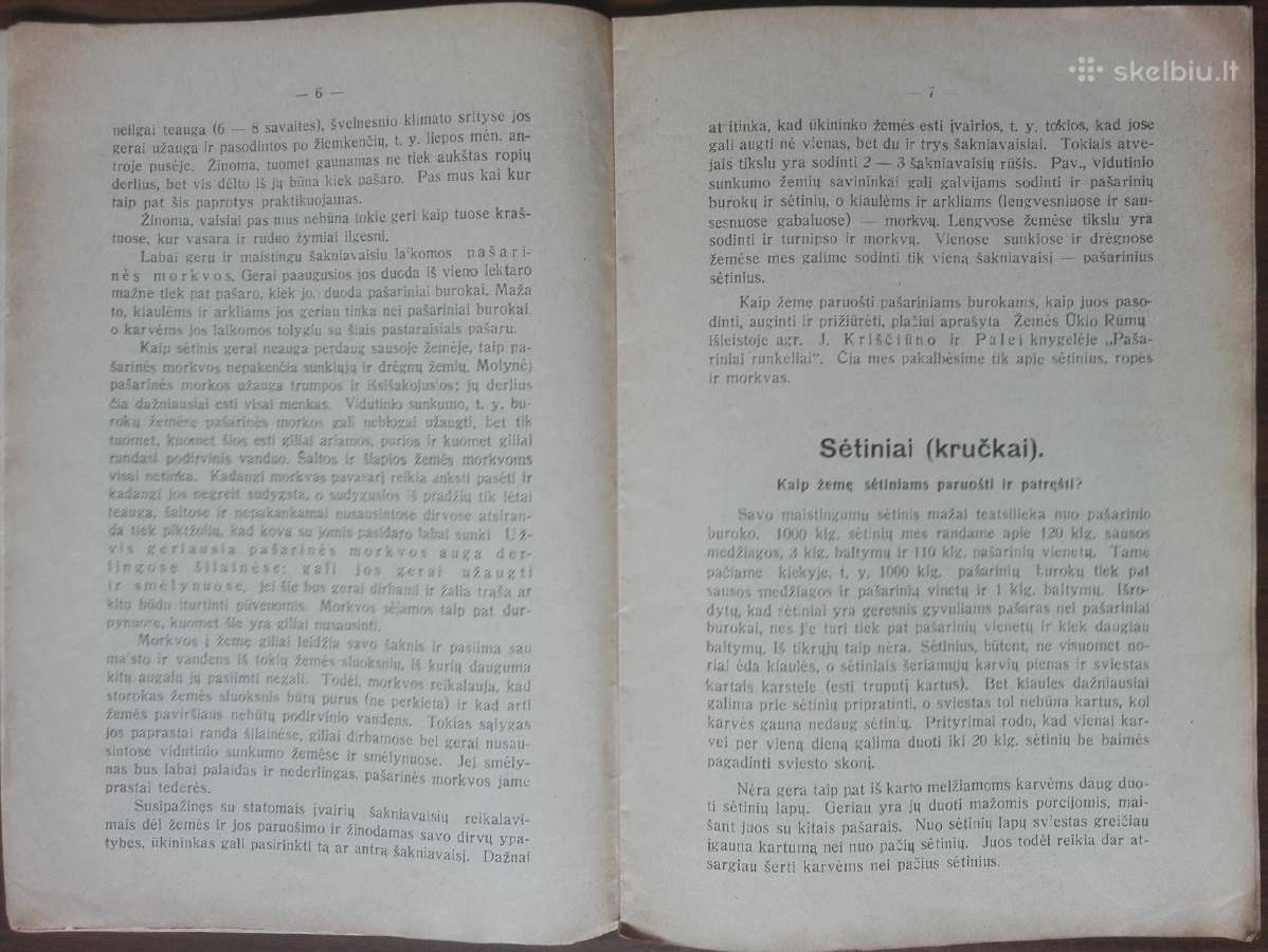 1593. Pašarinių Morkvų Sėtinių Ir Ropių Auginimas - nuotraukos Nr. 3