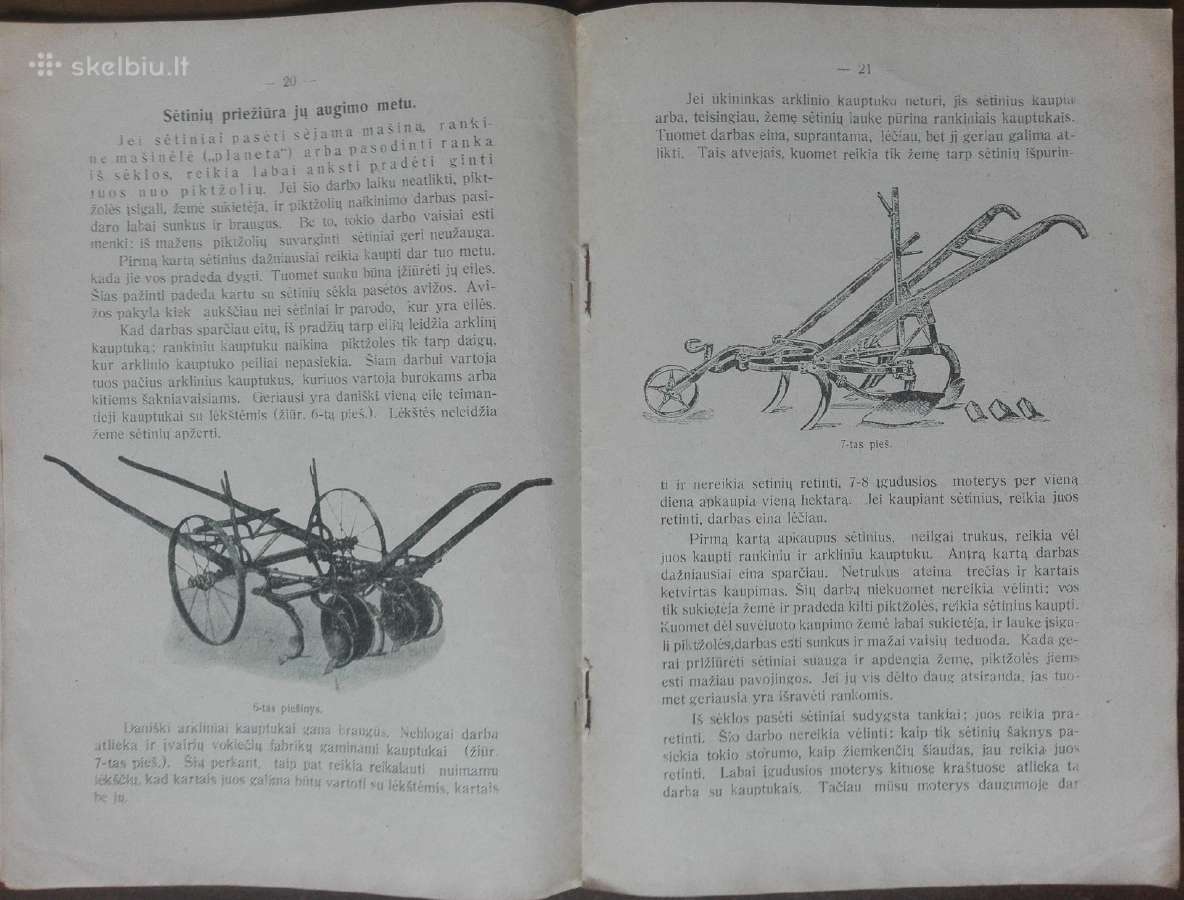 1593. Pašarinių Morkvų Sėtinių Ir Ropių Auginimas - nuotraukos Nr. 4