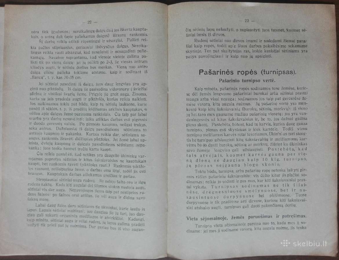 1593. Pašarinių Morkvų Sėtinių Ir Ropių Auginimas - nuotraukos Nr. 5