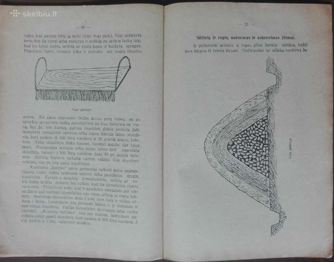 1593. Pašarinių Morkvų Sėtinių Ir Ropių Auginimas - nuotraukos Nr. 6