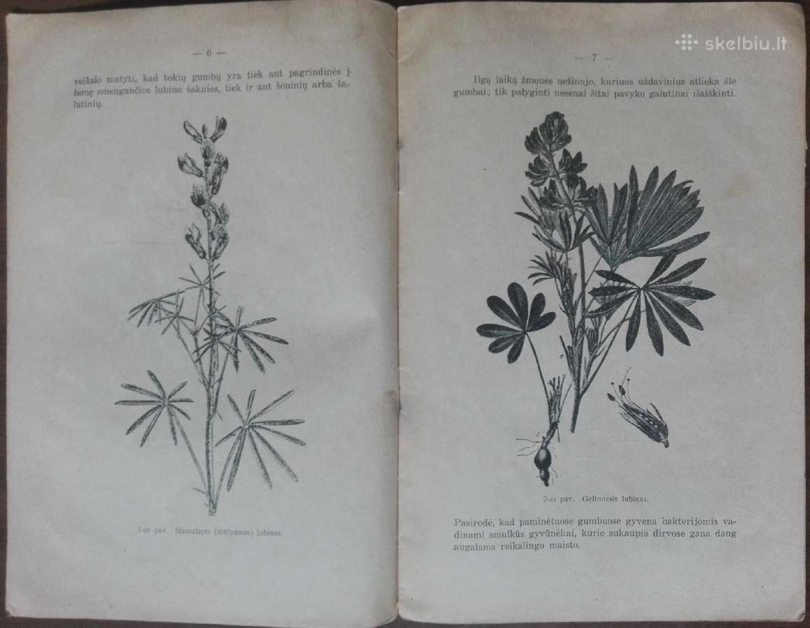 1594. Žalia Trąša reta antikvarinė-kolekcinė - nuotraukos Nr. 3