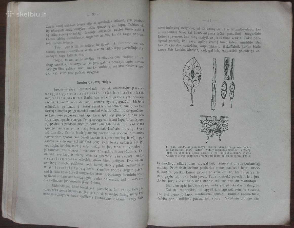 1595. Varpinių Javų Ligos Ir Gadintojai reta antik - nuotraukos Nr. 6