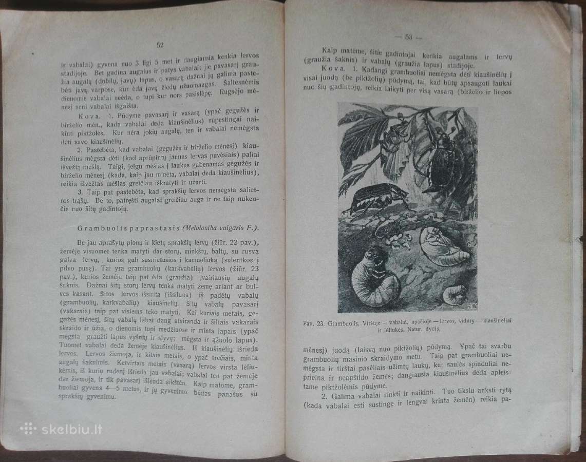 1595. Varpinių Javų Ligos Ir Gadintojai reta antik - nuotraukos Nr. 9