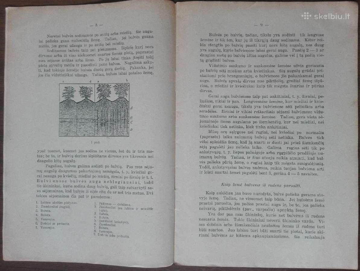 1597. Bulvės reta antikvarinė-kolekcinė - nuotraukos Nr. 3