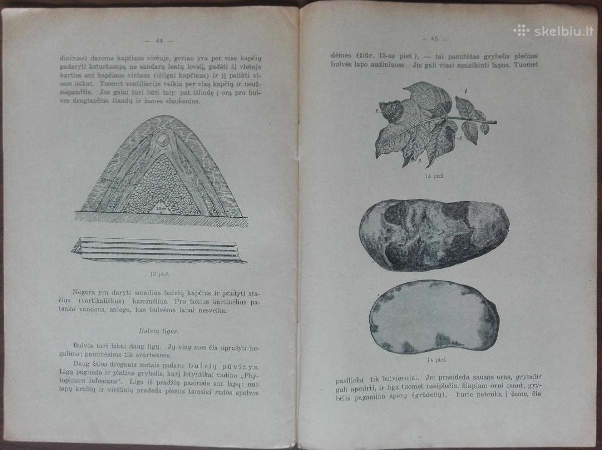 1597. Bulvės reta antikvarinė-kolekcinė - nuotraukos Nr. 8