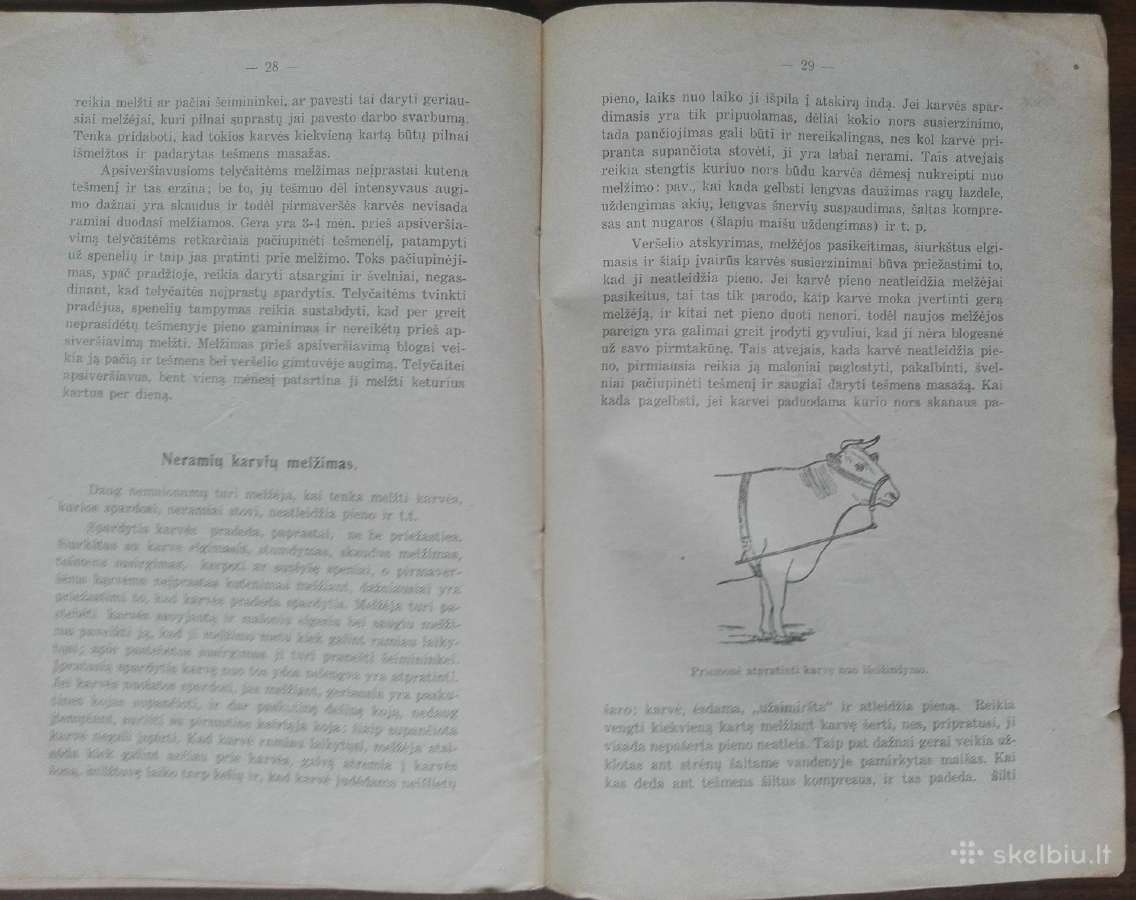 1599. Karvių Melžimas reta antikvarinė-kolekcinė - nuotraukos Nr. 7