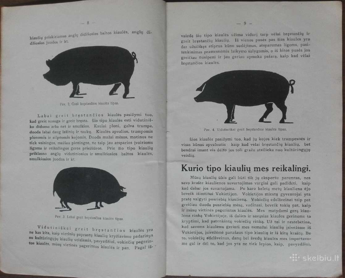 1600. Bekoniniėms Kiaulėms Gerinti Priemonės - nuotraukos Nr. 4