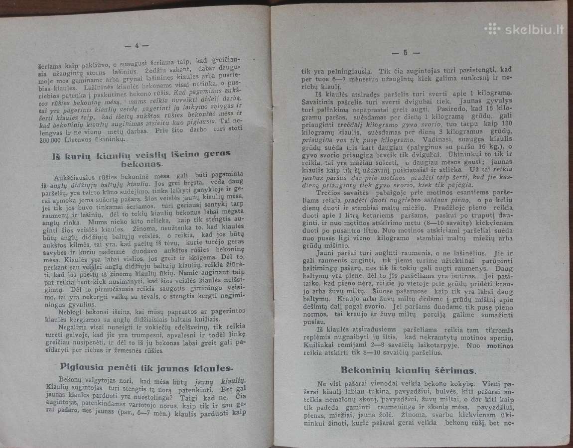1604. Bekoninių Kiaulių Auginimas reta antikvarinė - nuotraukos Nr. 2