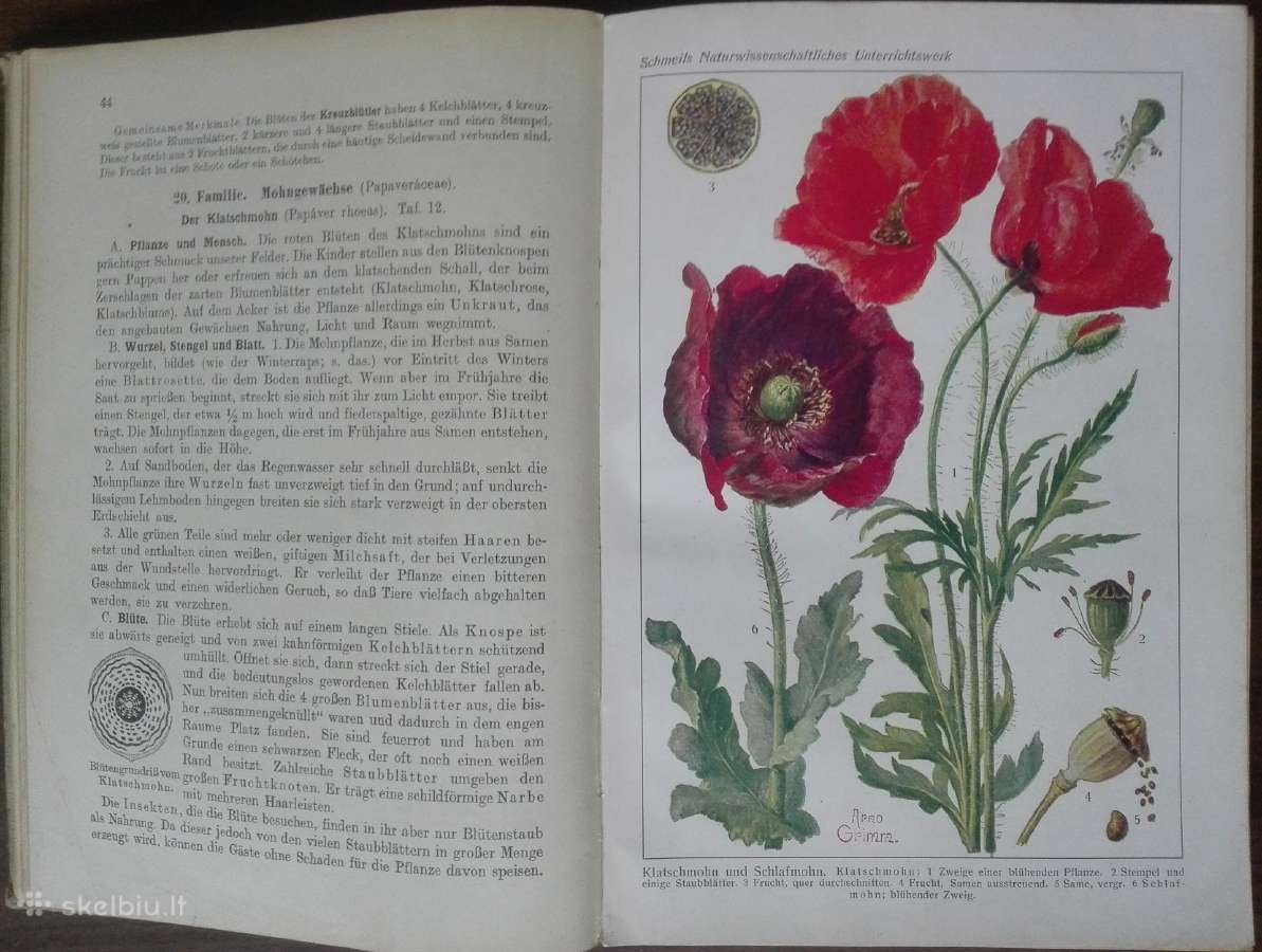 1619. Schmel Leitfaden Der Pflanzenkunde - nuotraukos Nr. 3