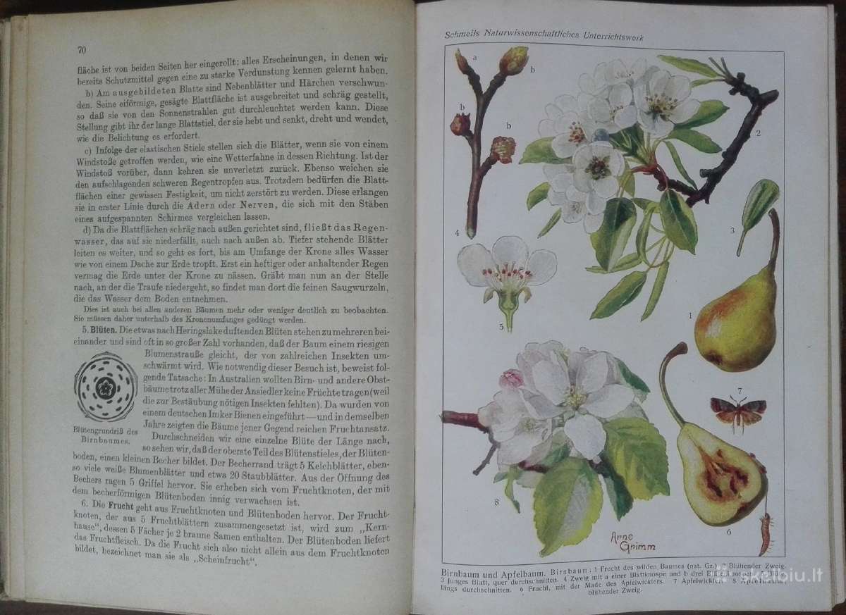 1619. Schmel Leitfaden Der Pflanzenkunde - nuotraukos Nr. 4