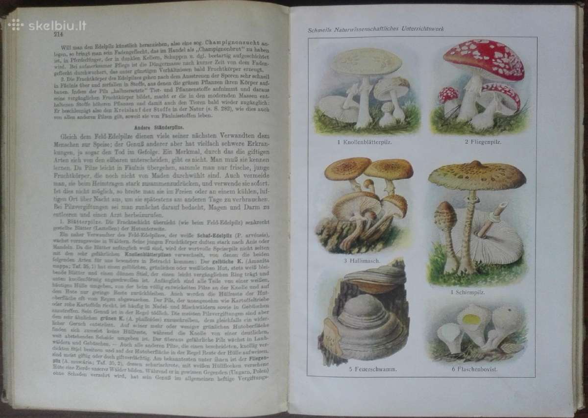 1619. Schmel Leitfaden Der Pflanzenkunde - nuotraukos Nr. 6