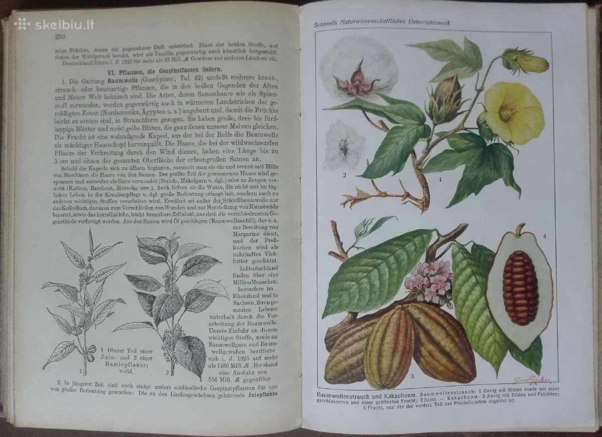 1619. Schmel Leitfaden Der Pflanzenkunde - nuotraukos Nr. 8