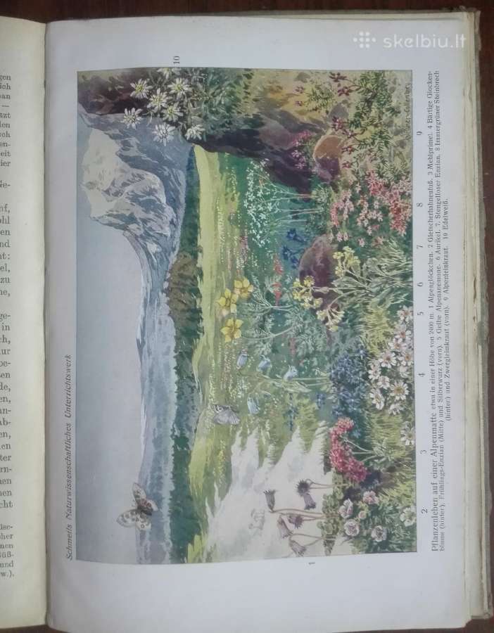 1619. Schmel Leitfaden Der Pflanzenkunde - nuotraukos Nr. 9