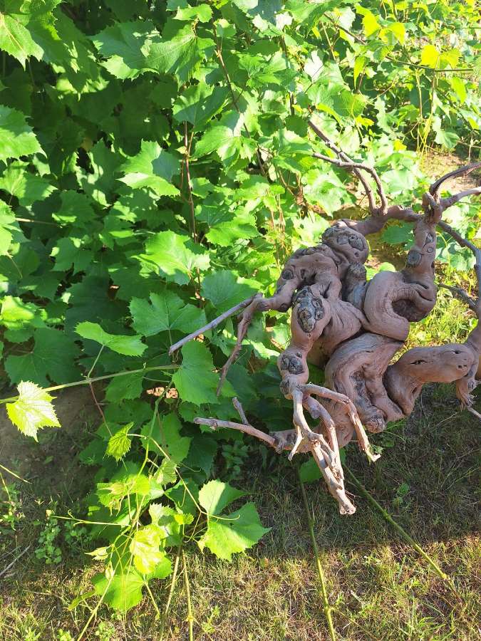 Vynuogių kelmai is Ispanijos
