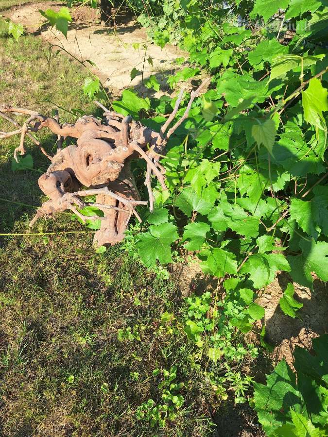 Vynuogių kelmai is Ispanijos - nuotraukos Nr. 2