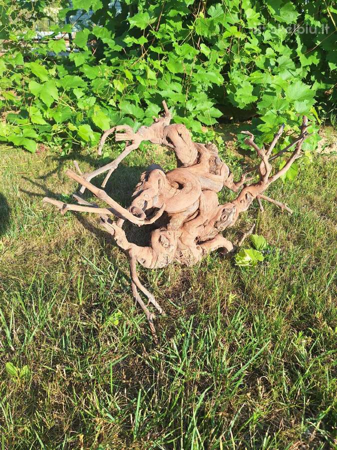 Vynuogių kelmai is Ispanijos - nuotraukos Nr. 3