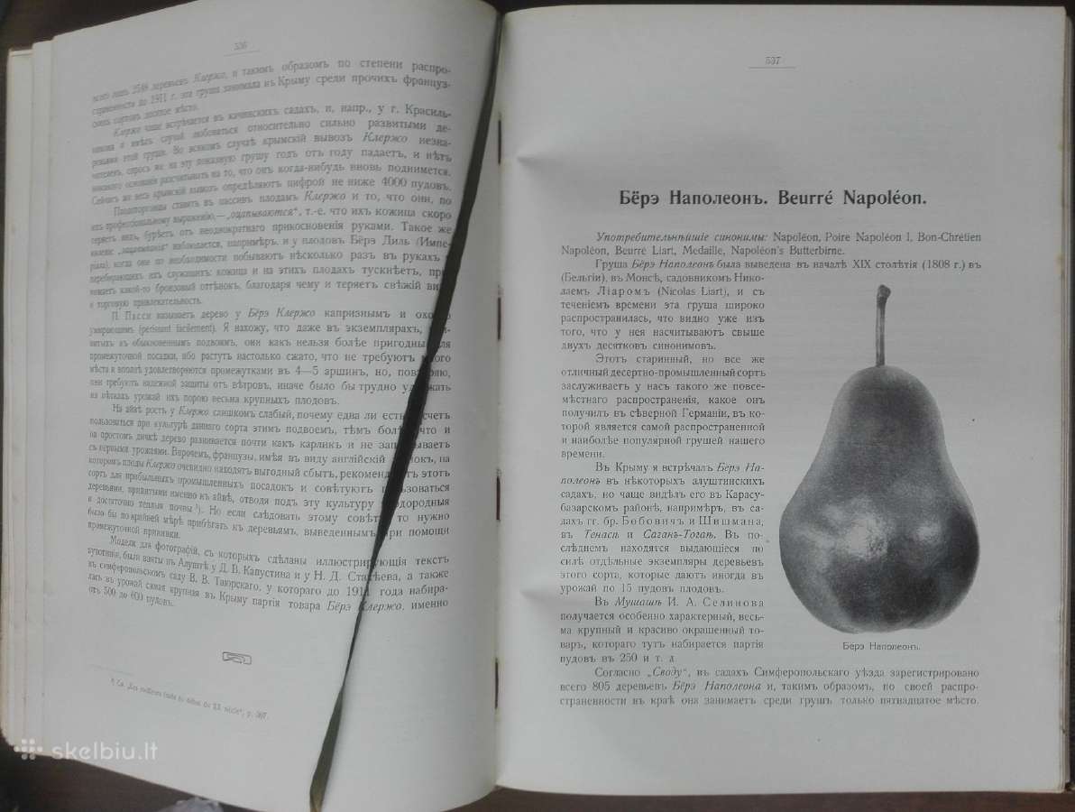 1622. Крымское Промышленное Плодоводство - nuotraukos Nr. 16