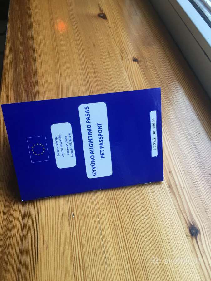 Čihuahua su euro pasu pasiutligės skie - nuotraukos Nr. 5