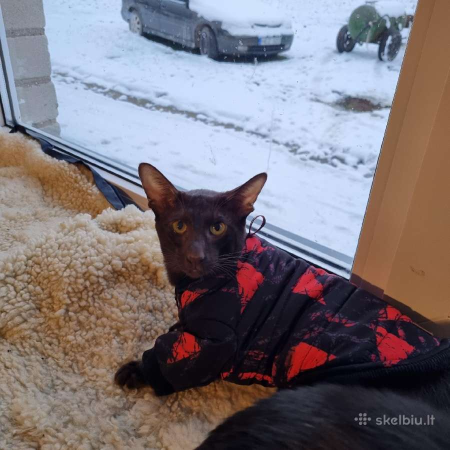 Orientalų kačiukai - nuotraukos Nr. 36
