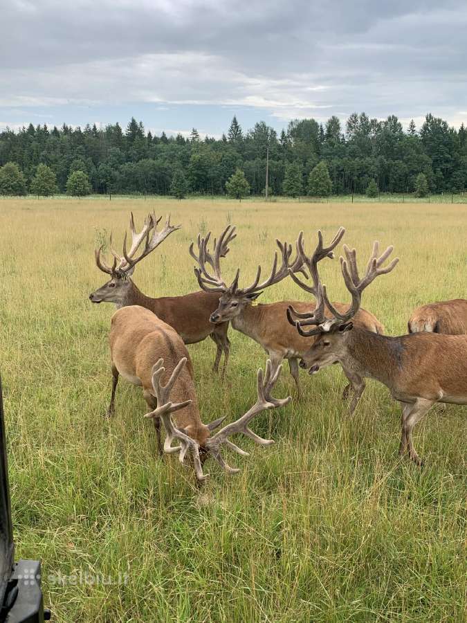 Parduodu elnius ir elnieną