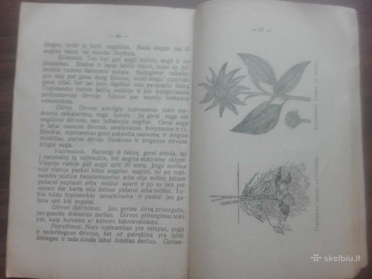 1639. Šakniavaisiai J. Kriščiūnas labai reta antik - nuotraukos Nr. 5