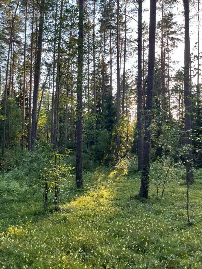 Stovyklavietė ir poilsis prie Aiseto - nuotraukos Nr. 13