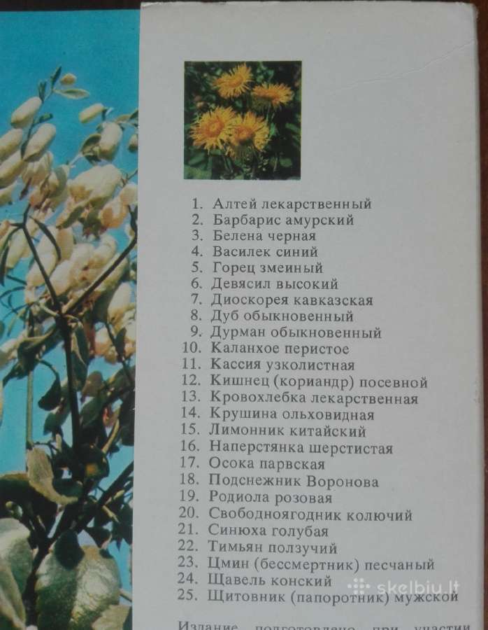 1661. Экскурсия В Природу Лекарственные Растения - nuotraukos Nr. 2