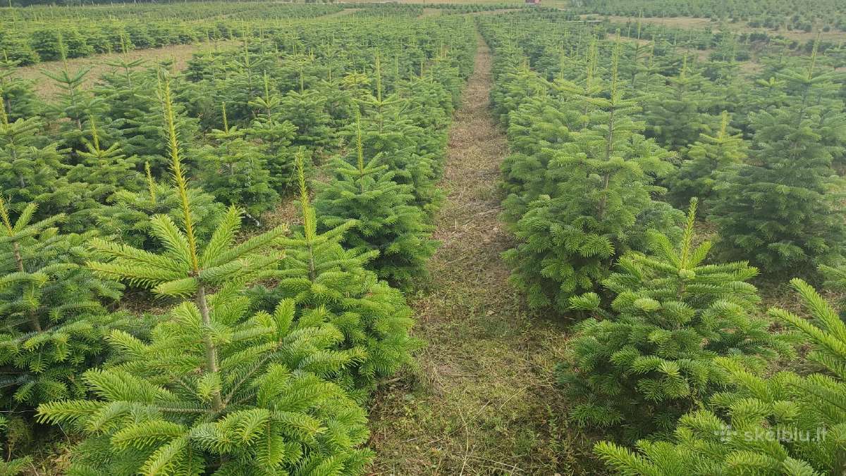 Kalėdinės eglutės Kėniai Kėnis kaukazinis Nordmann - nuotraukos Nr. 13
