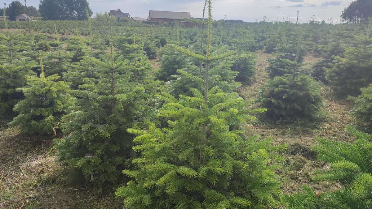 Kalėdinės eglutės Kėniai Kėnis kaukazinis Nordmann - nuotraukos Nr. 14
