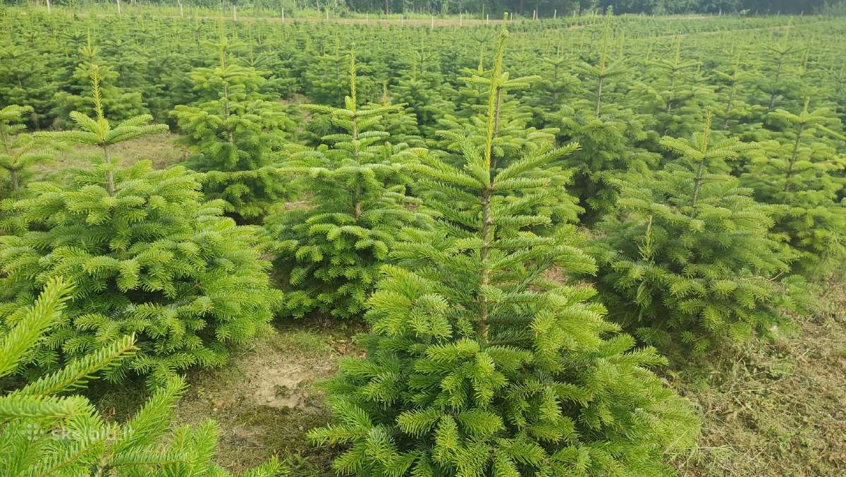 Kalėdinės eglutės Kėniai Kėnis kaukazinis Nordmann - nuotraukos Nr. 5