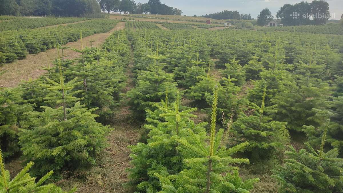Kalėdinės eglutės Kėniai Kėnis kaukazinis Nordmann - nuotraukos Nr. 17