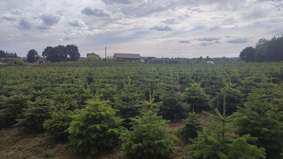 Kalėdinės eglutės Kėniai Kėnis kaukazinis Nordmann - nuotraukos Nr. 3