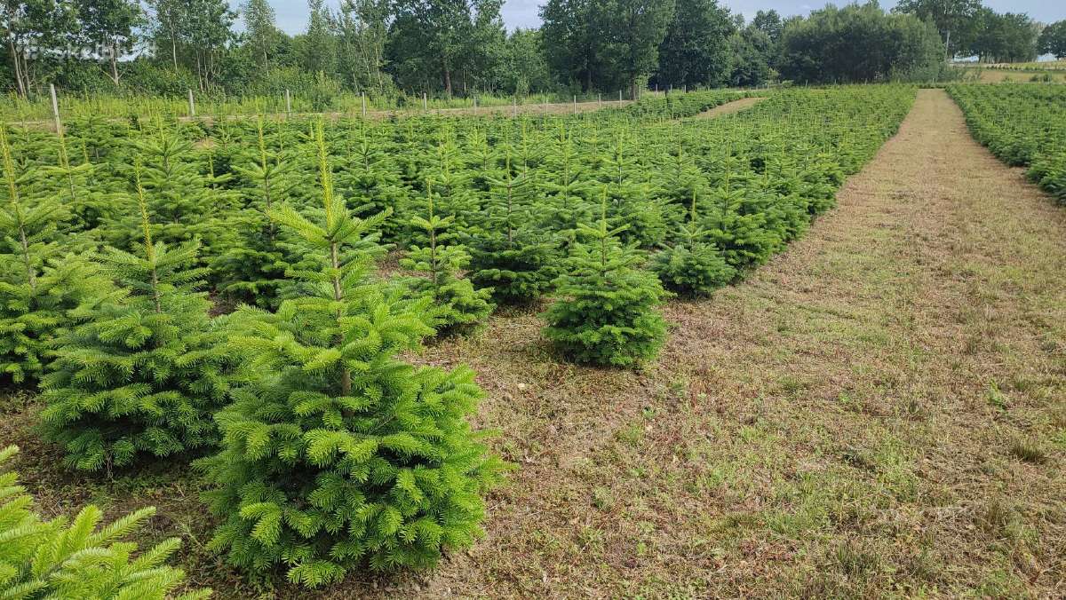 Kalėdinės eglutės Kėniai Kėnis kaukazinis Nordmann - nuotraukos Nr. 6