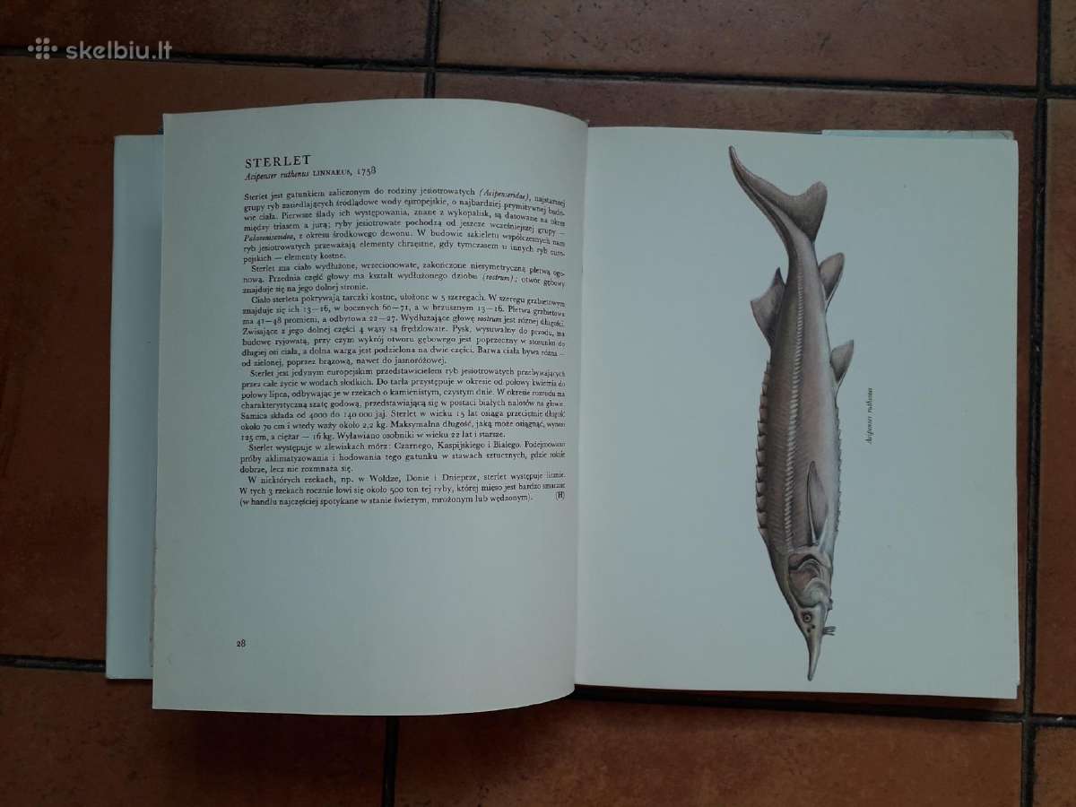 "Gėlavandenės žuvys" lenkų kalba 1971 metai - nuotraukos Nr. 9