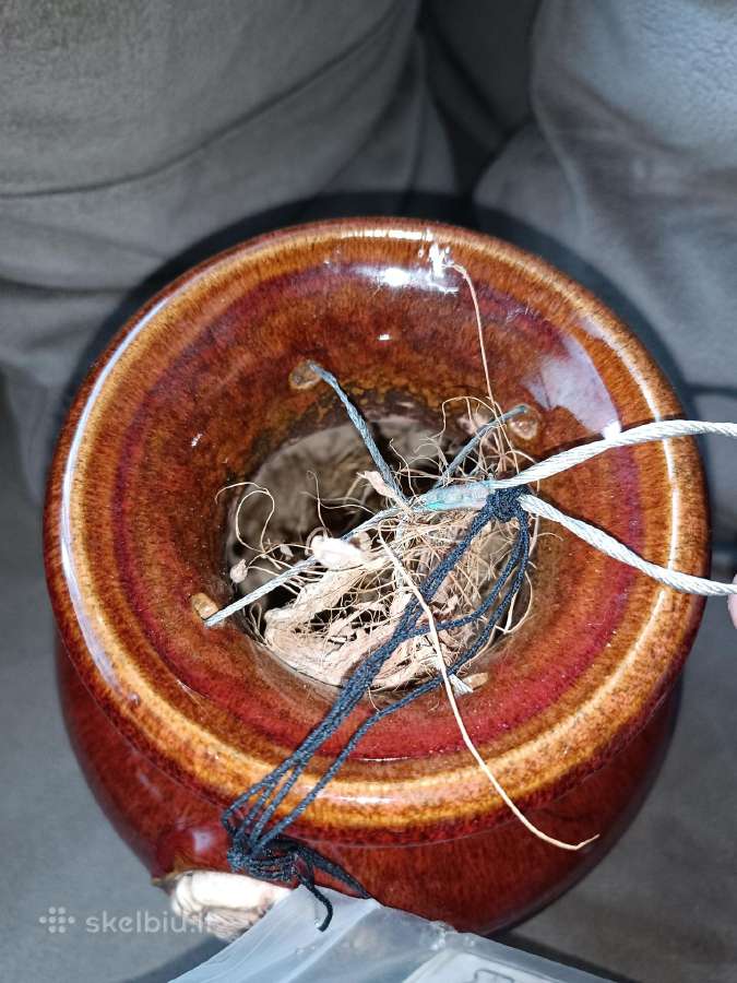 Išskirtinis Down under pots vazonas - nuotraukos Nr. 12