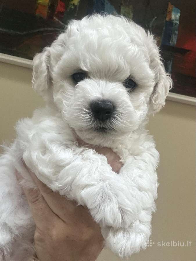 Kilmingi garbanotieji bišonai/ bichon frise - nuotraukos Nr. 5