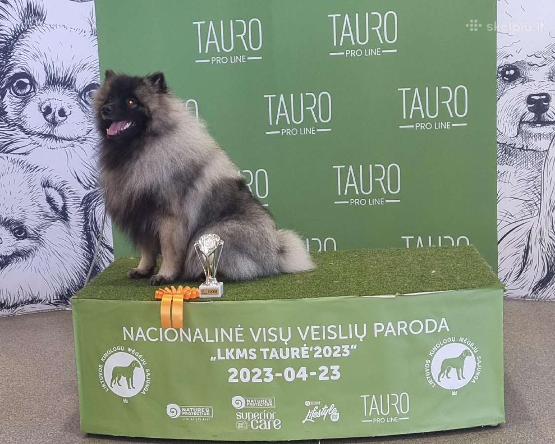 Volfšpicai/keshondai - nuotraukos Nr. 13
