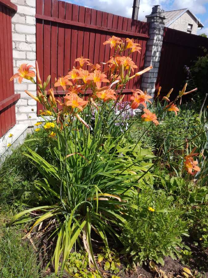 Nuosavo gėlyno augalų perteklius - nuotraukos Nr. 10