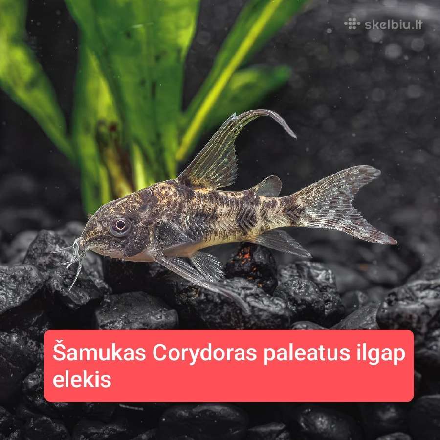 Įvairios akvariumo žuvytės, augalai, maistelis - nuotraukos Nr. 7