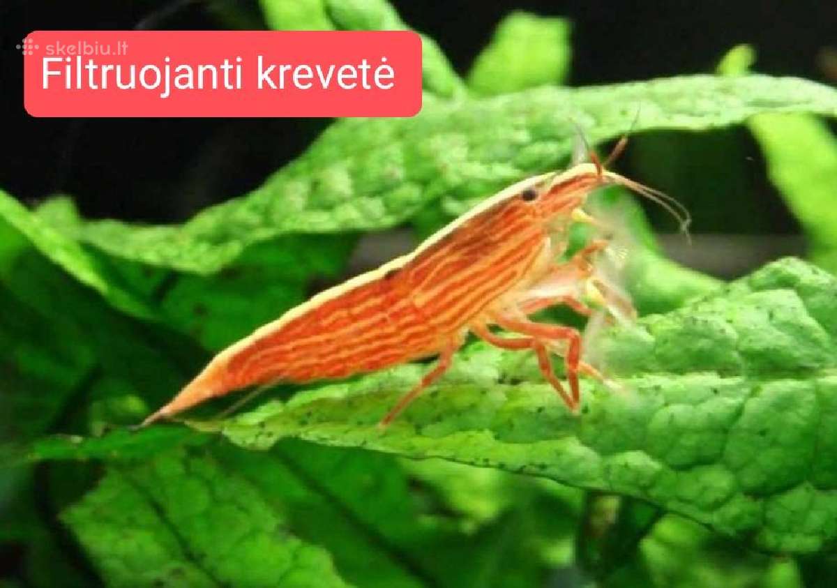 Įvairios akvariumo žuvytės, augalai, maistelis - nuotraukos Nr. 9