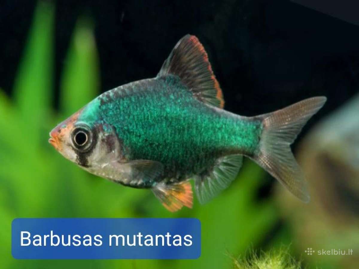Įvairios akvariumo žuvytės, augalai, maistelis - nuotraukos Nr. 10
