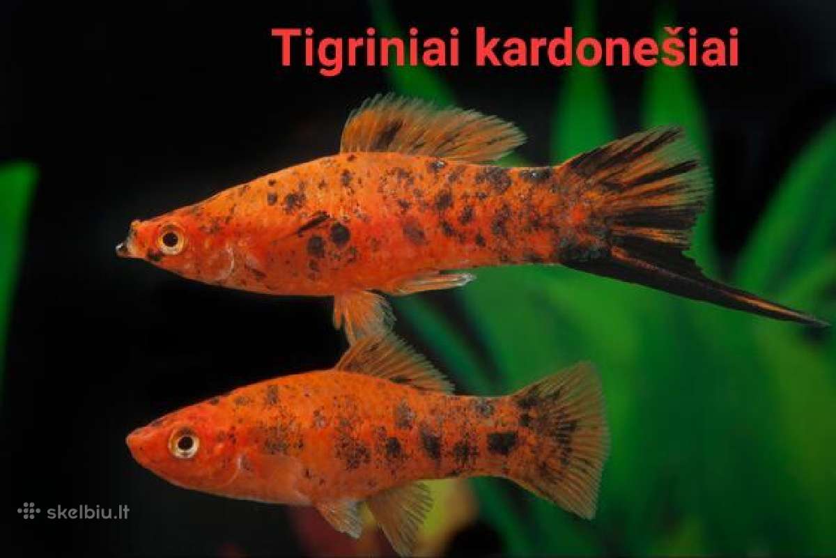 Įvairios akvariumo žuvytės, augalai, maistelis - nuotraukos Nr. 11
